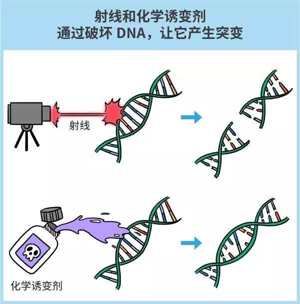 漫画|纯天然农作物？不存在的，老祖宗早就改乱了它们的基因