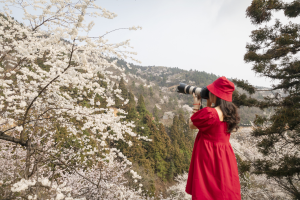 湖南衡山：紫盖峰千亩野山樱迎来最佳观赏期