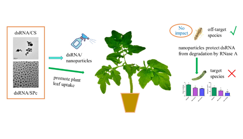 RNA干扰技术获升级 番茄潜叶蛾防治有新招