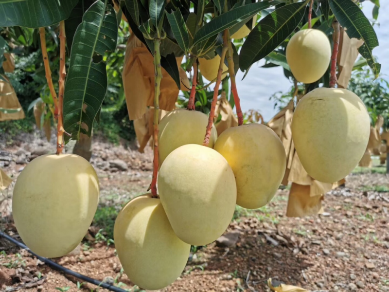 “金香芒”获批！芒果家族再添新面孔