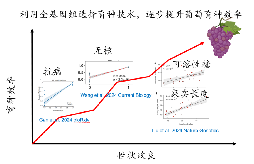 我国科学家利用AI“指导”葡萄育种，效率提升400%