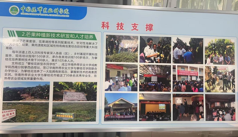 一把枝条的蝶变：金沙江畔芒果产业的新生之路