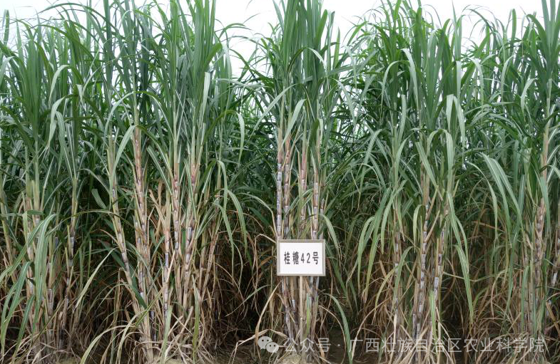 蔗田里的“科技密码”：桂糖新品种凭啥成 “顶流”