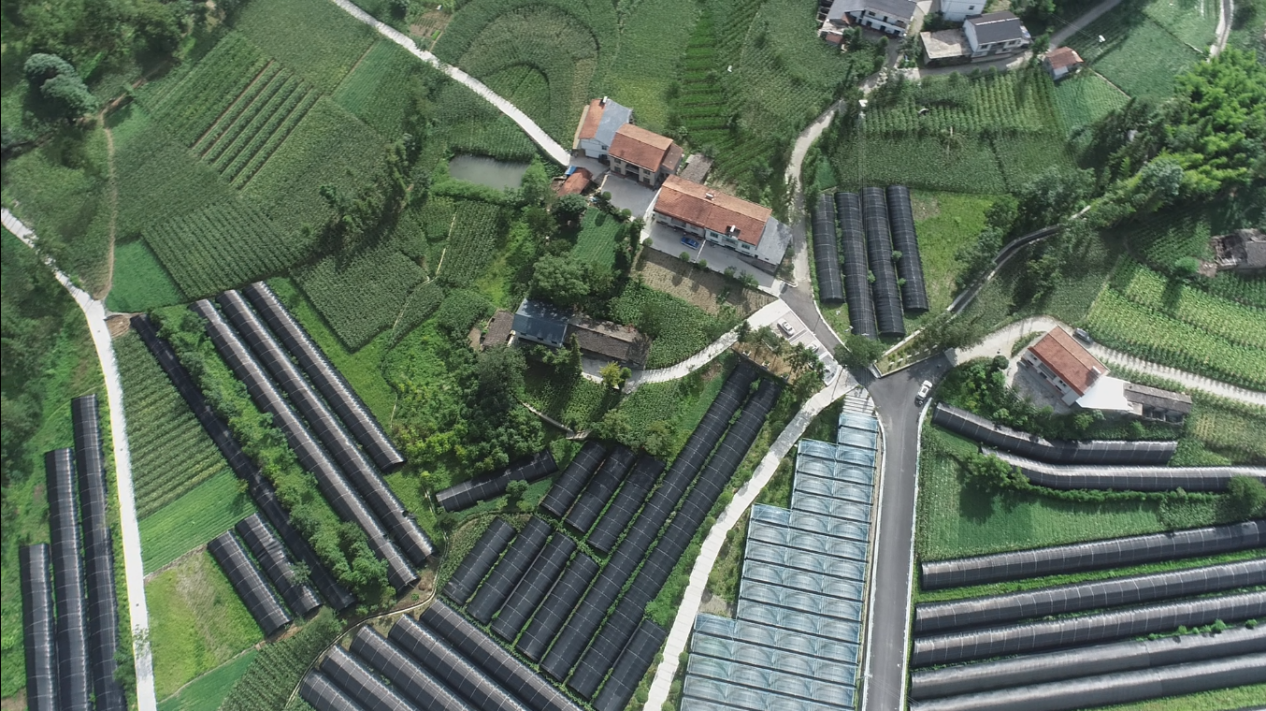 安康镇坪：深山黄连成“金药”，道地药材结出“致富果”