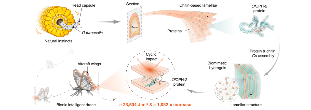 超千倍飞跃！科研人员仿玉米螟研制出超强耐冲击水凝胶