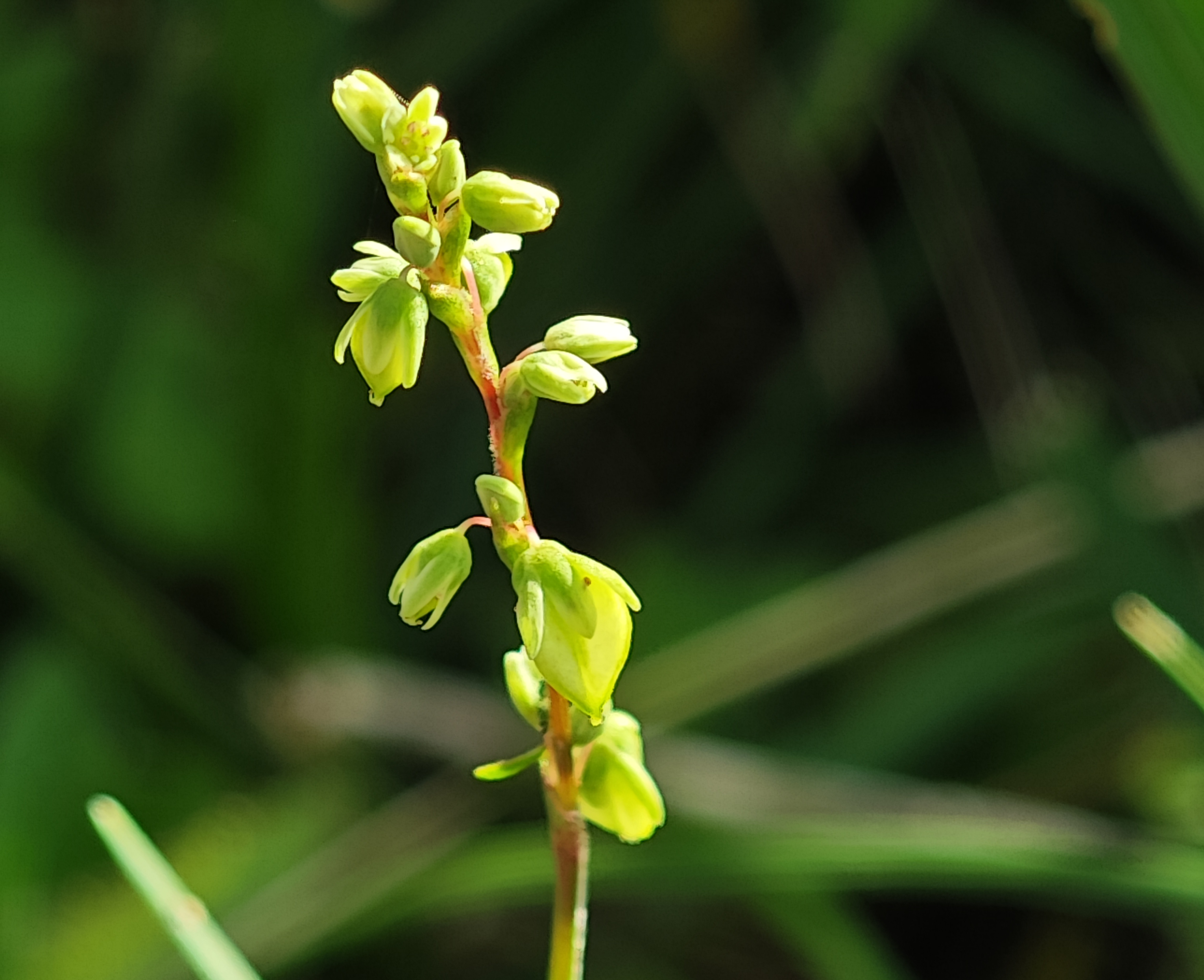 科学家解密苦荞耐盐“密码”