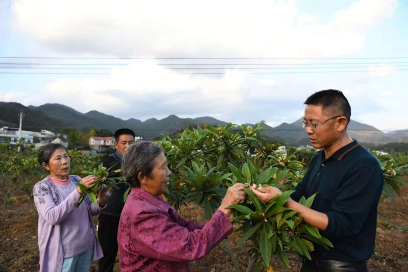 湖北通山:枇杷产业成老区振兴“甜蜜引擎” 湖北通山:枇杷产业成老区振兴“甜蜜引擎”