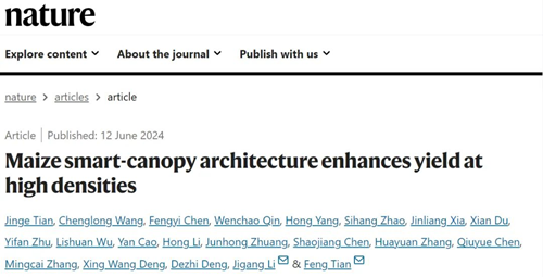 “聪明”的玉米长啥样？这项研究关系你我的饭碗