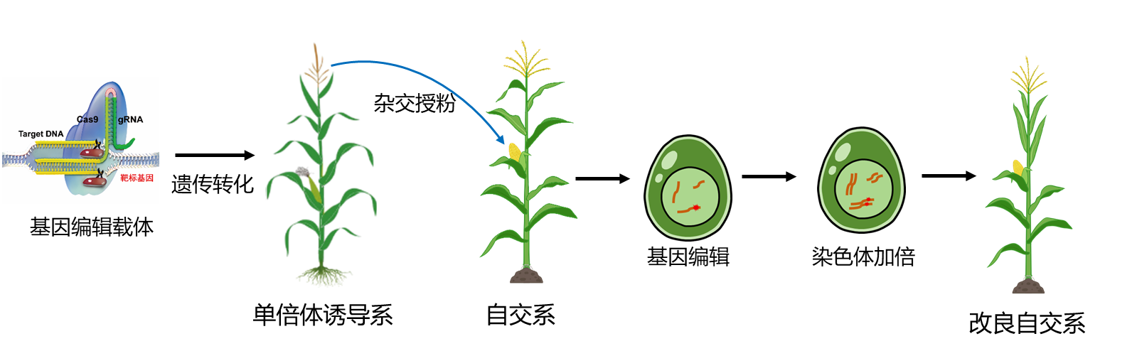 “聪明”的玉米长啥样？这项研究关系你我的饭碗
