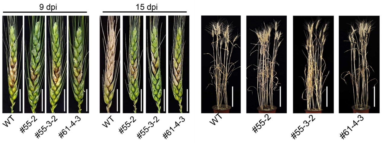 小麦赤霉病关键“感病开关”基因被发现