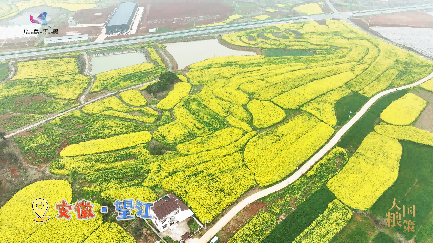 春耕中的新质生产力：小蜜蜂撬动油菜产业大增收