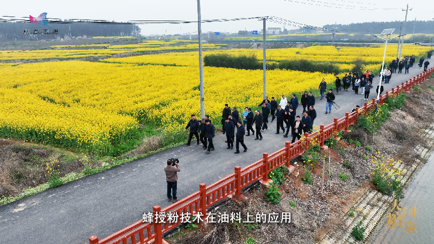 春耕中的新质生产力：小蜜蜂撬动油菜产业大增收