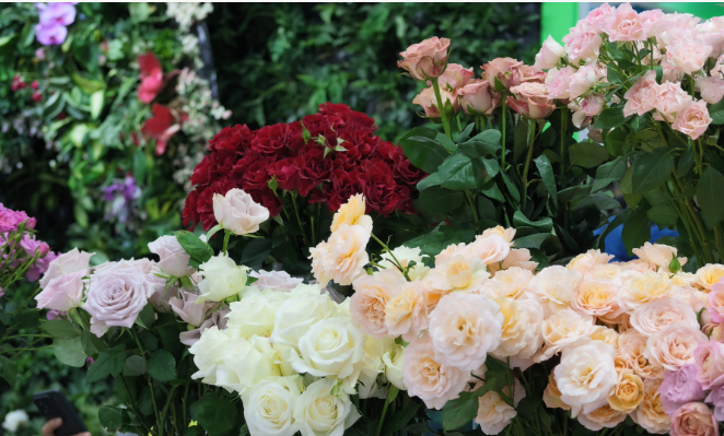科技育繁花 种芯绽杨凌