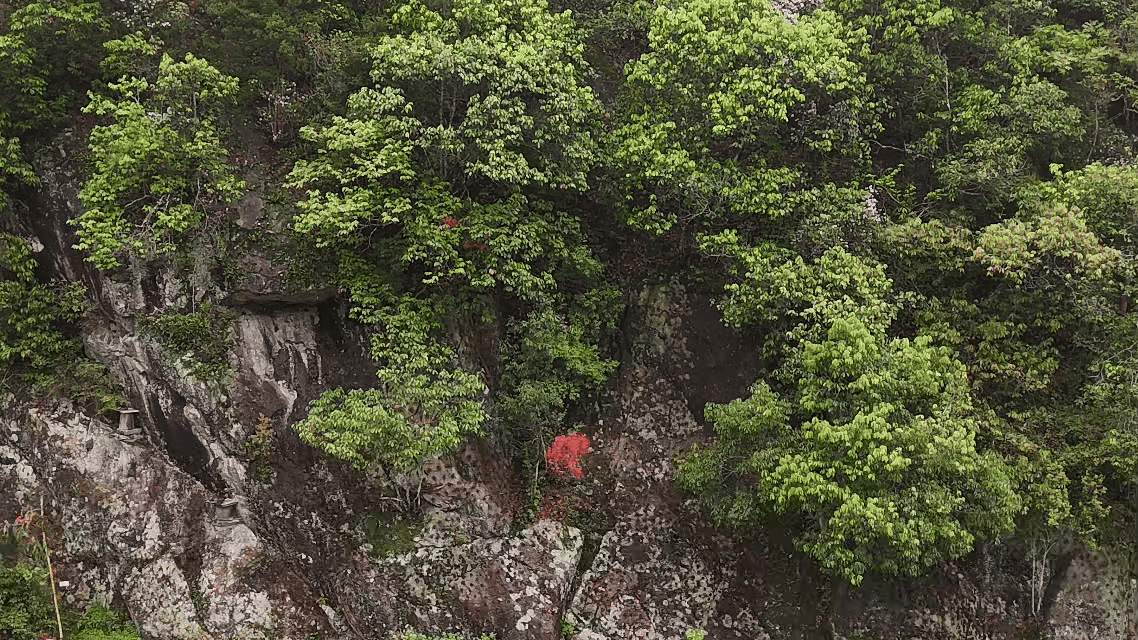 绿水青山“瞰”中国丨小石斛撬动大产业，崖壁长出“黄金草”