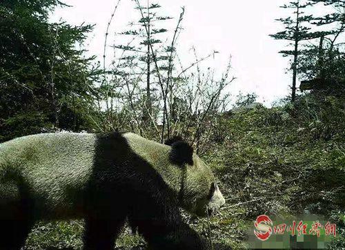 乐山金口河区八月林自然保护区首次拍摄到野生大熊猫