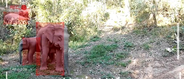 浪潮打造亚洲象生态保护系统