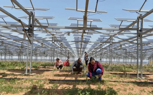 亿利生态将漫天黄沙变为“绿色银行”建立靓丽的风景线