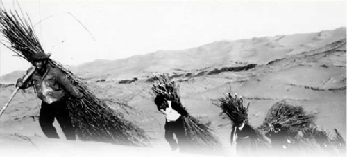 亿利生态将漫天黄沙变为“绿色银行”建立靓丽的风景线