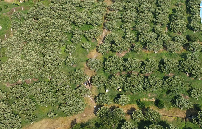 扫一扫就知晓！这里的枇杷树有了专属“身份证”