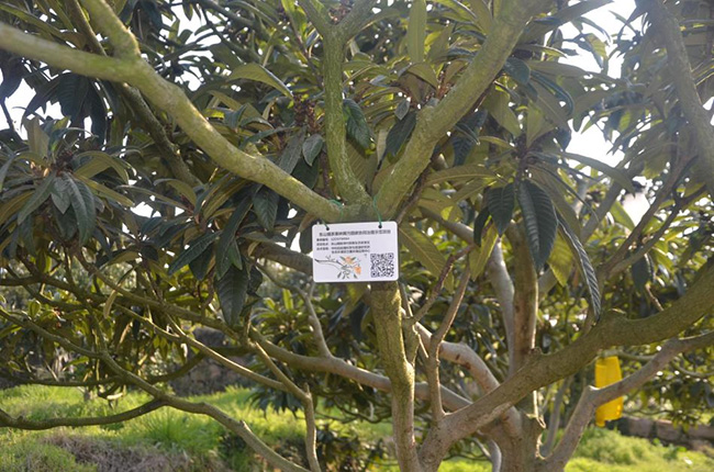 扫一扫就知晓！这里的枇杷树有了专属“身份证”