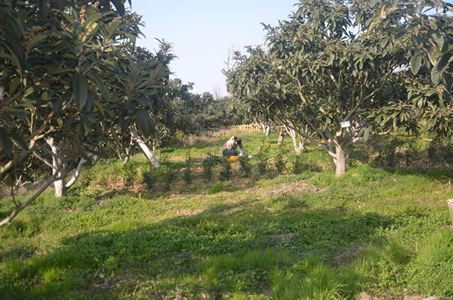 扫一扫就知晓！这里的枇杷树有了专属“身份证”