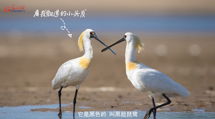 白枕鹤、勺嘴鹬、中华秋沙鸭……这些国宝级候鸟你认识吗？