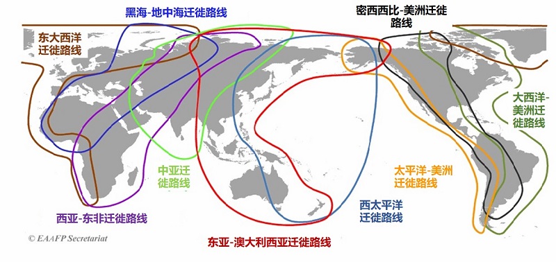 数据新闻｜漫漫归途：守护候鸟迁徙之路的中国力量