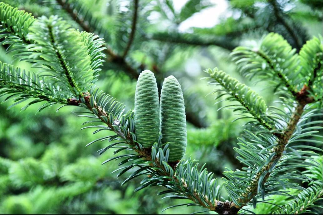 世界野生动植物日｜这些珍稀濒危物种如今“家丁兴旺”！