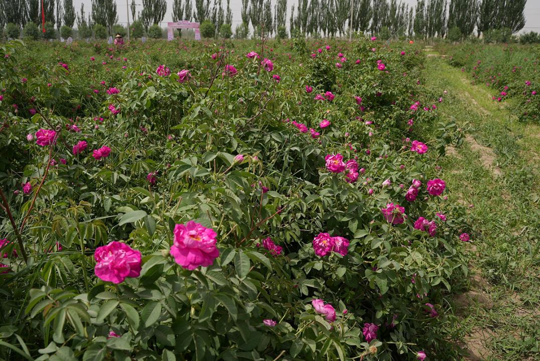“三北”工程造福和田 沙漠边缘“繁花”盛开