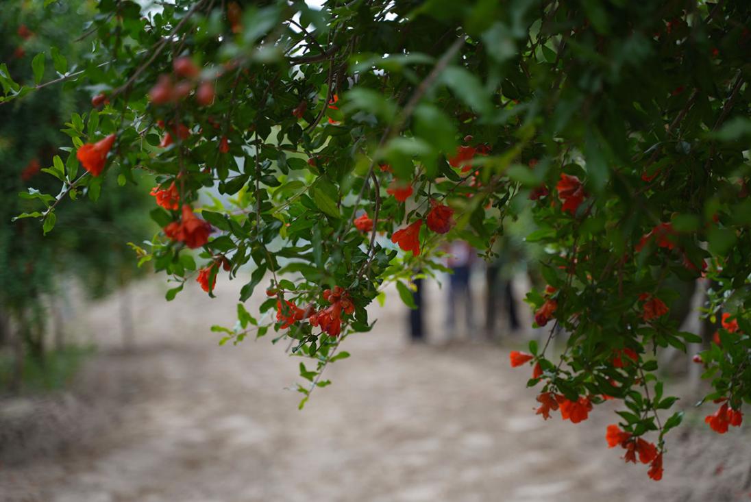 “三北”工程造福和田 沙漠边缘“繁花”盛开