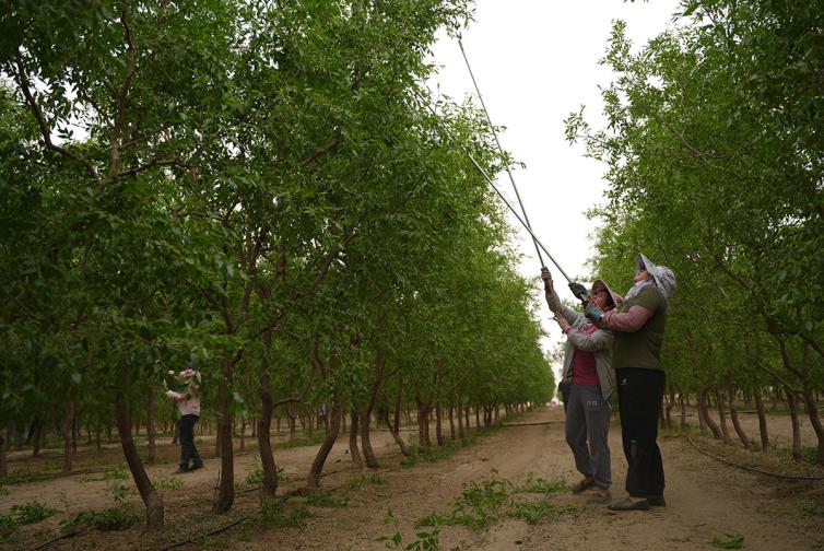 “三北”工程造福和田 沙漠边缘“繁花”盛开