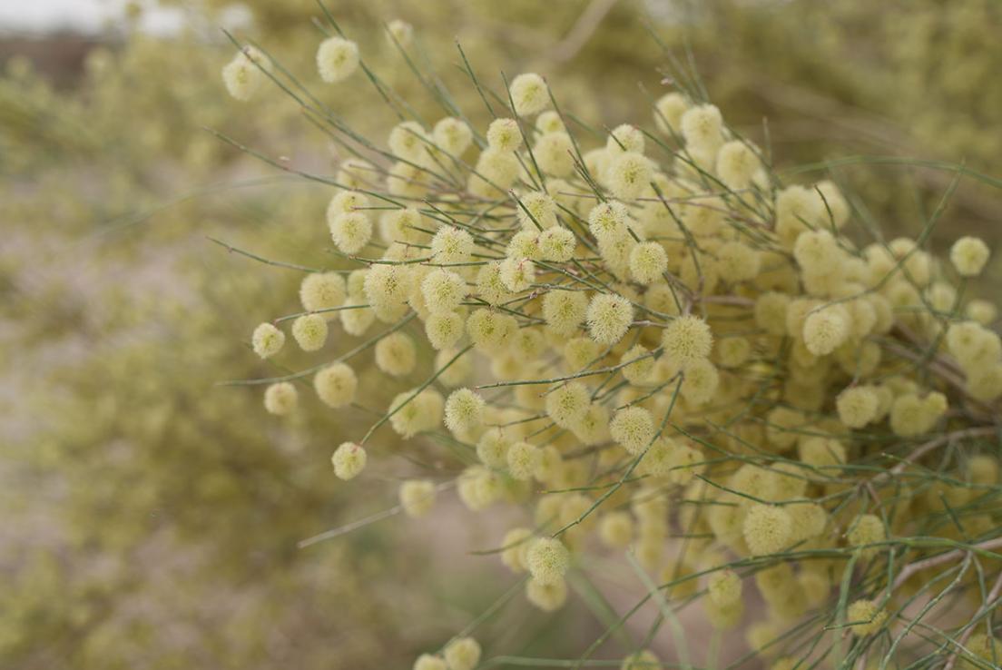 “三北”工程造福和田 沙漠边缘“繁花”盛开