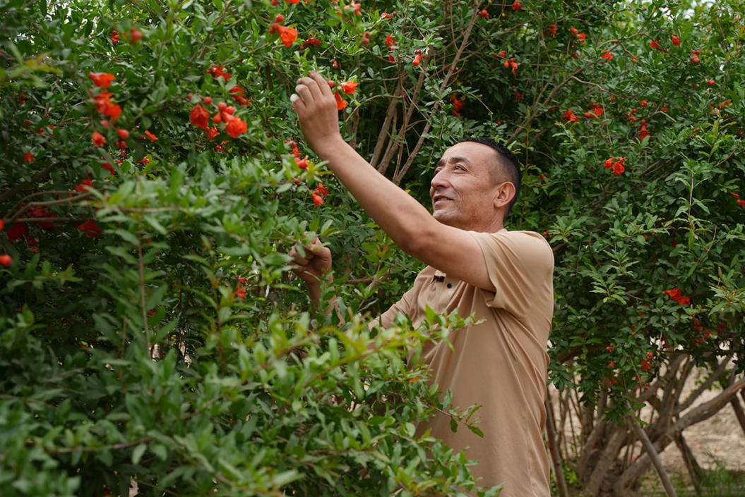 “三北”工程造福和田 沙漠边缘“繁花”盛开