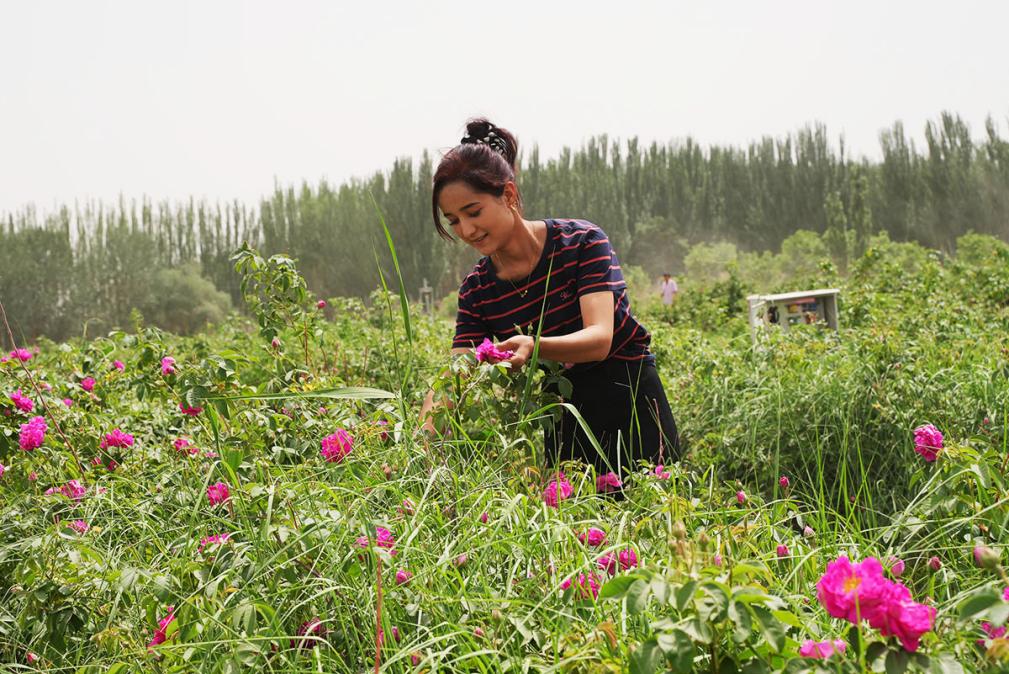 “三北”工程造福和田 沙漠边缘“繁花”盛开