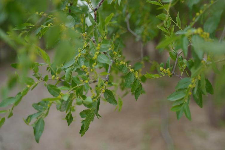 “三北”工程造福和田 沙漠边缘“繁花”盛开