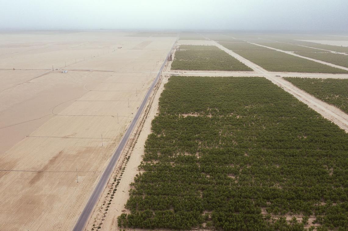 “三北”工程造福和田 沙漠边缘“繁花”盛开