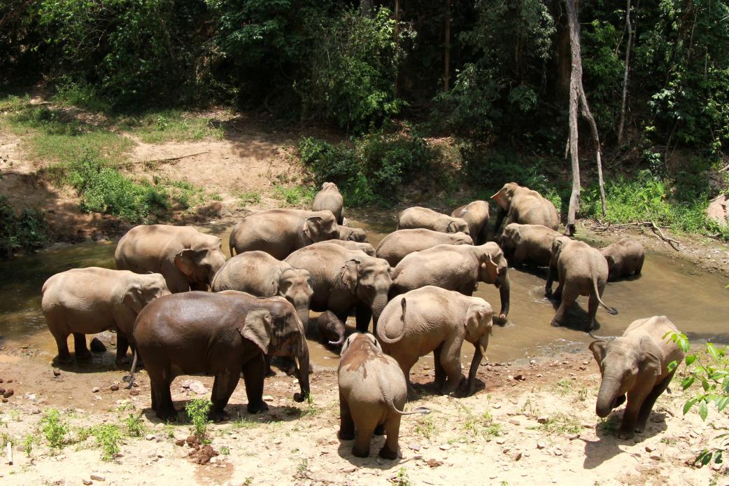 国家林草局：我国珍稀濒危野生动植物种群数量稳步增长