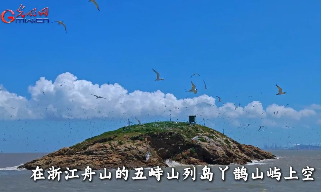 绿水青山“瞰”中国丨舟山五峙山列岛：奏响“神话之鸟”繁衍的诗意乐章