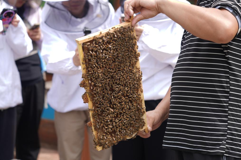 山西沁水：蜜蜂飞舞酿出乡村振兴甜蜜诗篇
