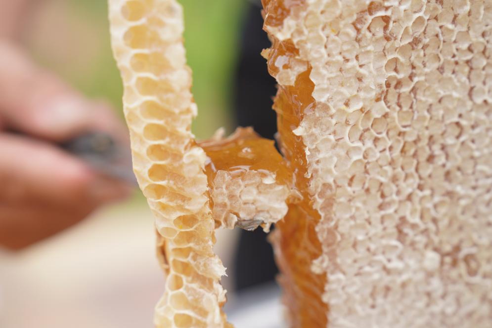 山西沁水：蜜蜂飞舞酿出乡村振兴甜蜜诗篇