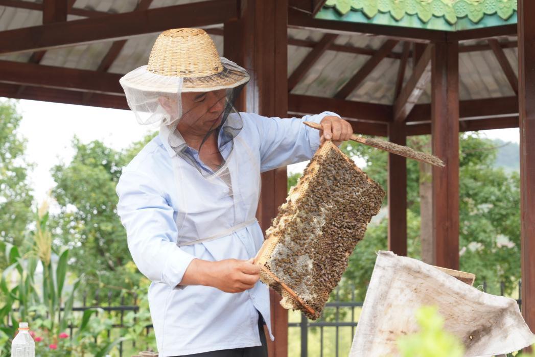 山西沁水：蜜蜂飞舞酿出乡村振兴甜蜜诗篇