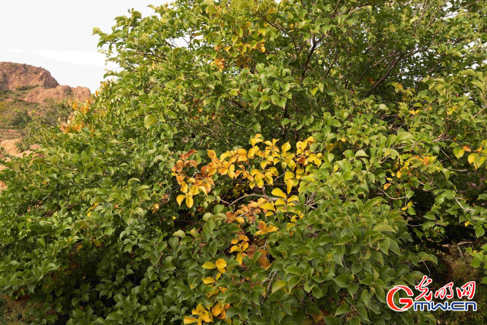 和谐共生｜圣地红山披绿妆——探访红山国家森林公园