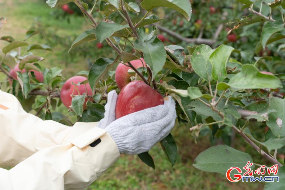 和谐共生｜酵素种出好苹果，这里的果园很生态！