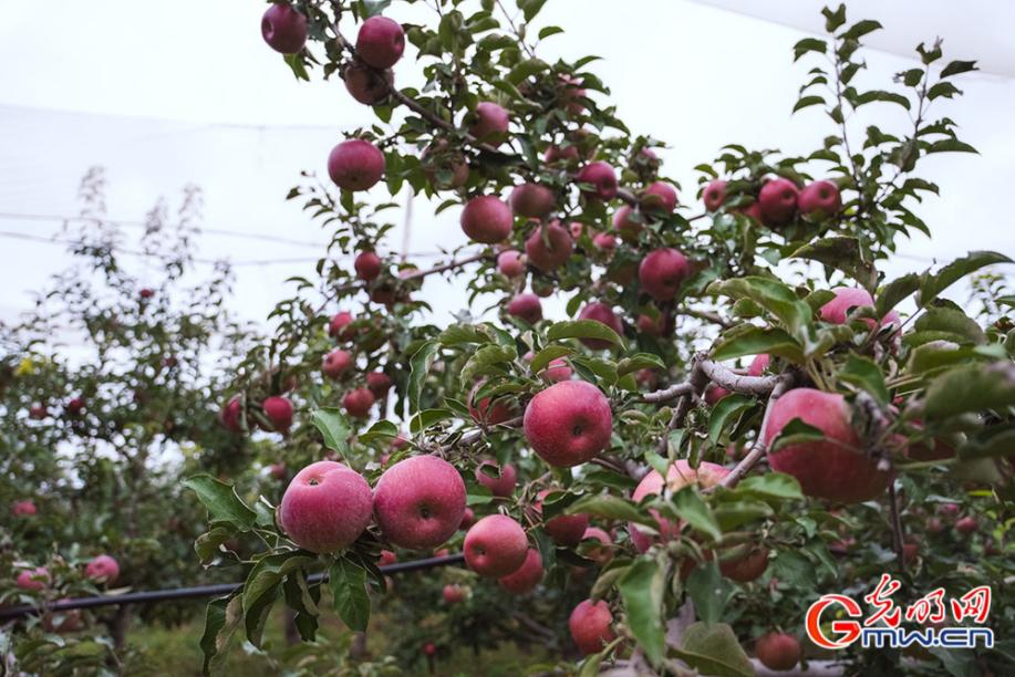 和谐共生｜酵素种出好苹果，这里的果园很生态！