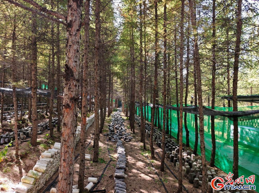 和谐共生|“两山”理念扎根马鞍山林场 和谐共生|“两山”理念扎根马鞍山林场