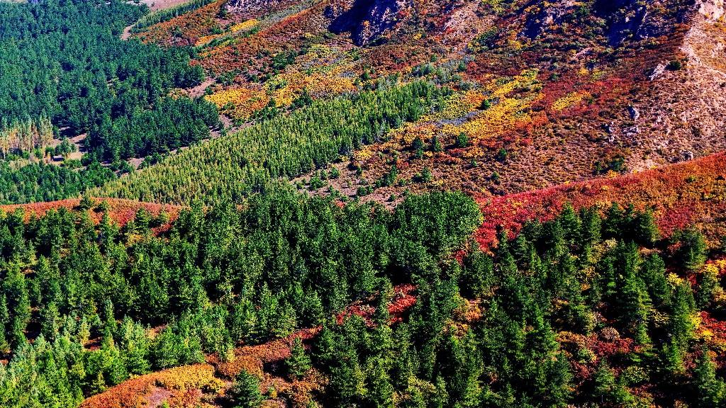 和谐共生|马鞍山林场:守“绿”生“金”走新路 和谐共生|马鞍山林场:守“绿”生“金”走新路