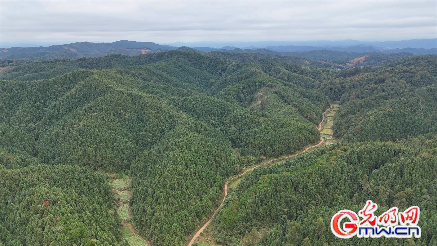 湖南怀化:林下经济绘就绿色发展新画卷 湖南怀化:林下经济绘就绿色发展新画卷