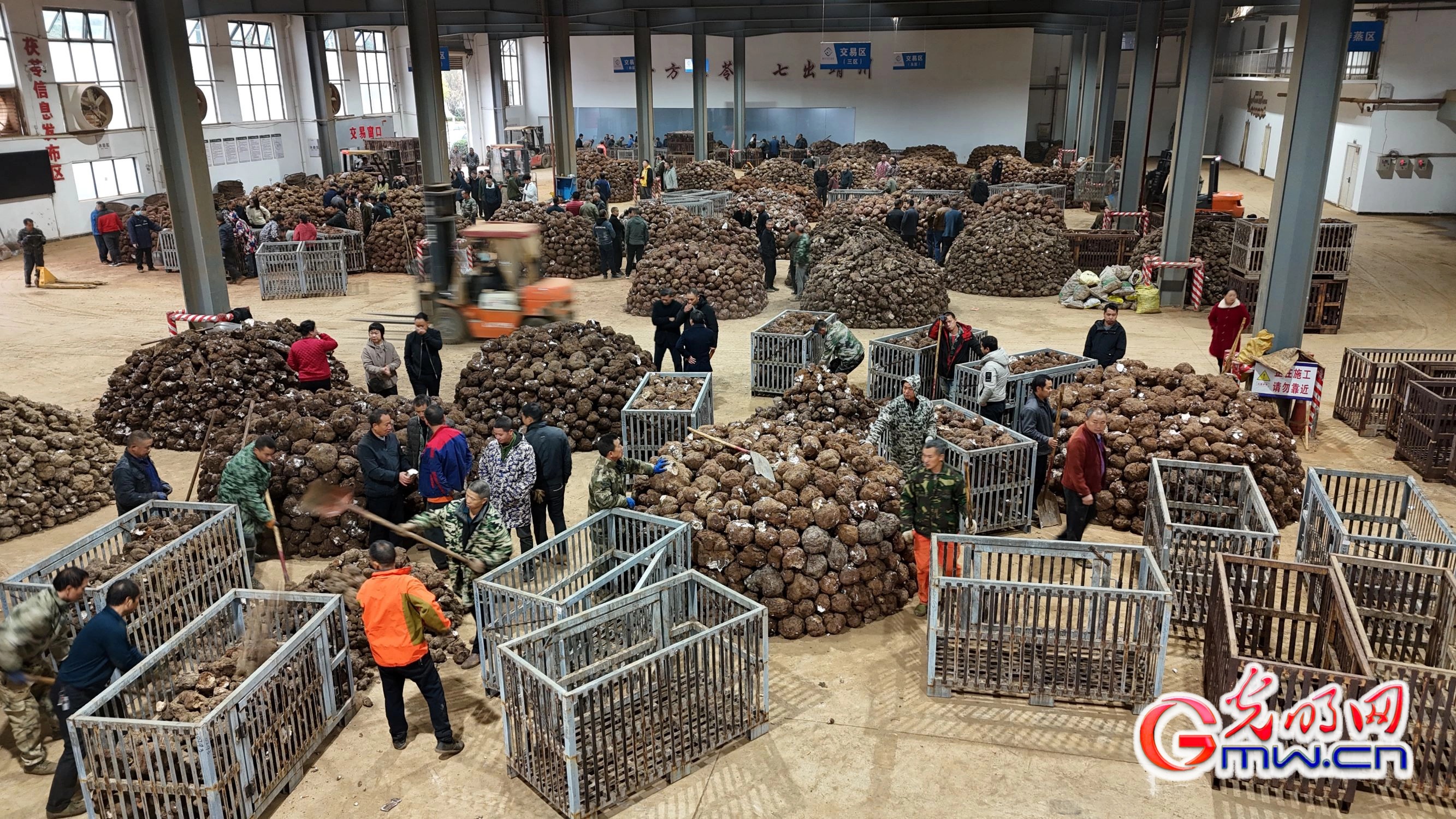 湖南怀化:林下经济绘就绿色发展新画卷 湖南怀化:林下经济绘就绿色发展新画卷