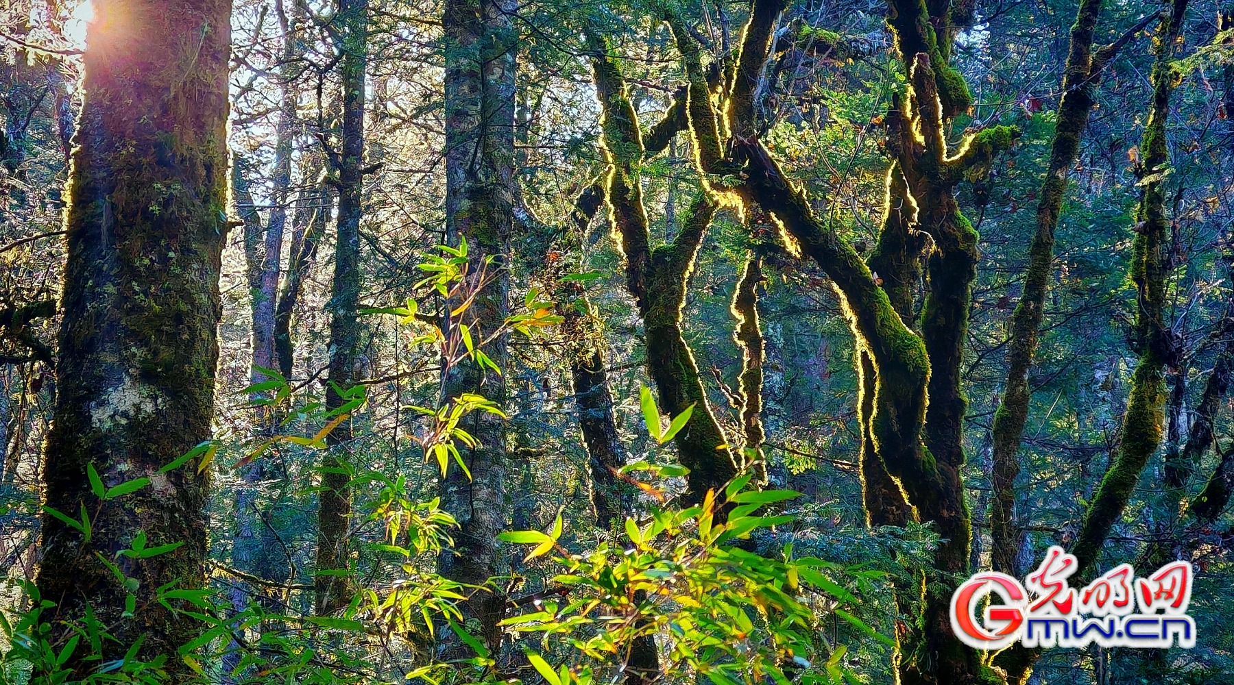 美丽中国｜秋染王朗：雪山与彩林同框