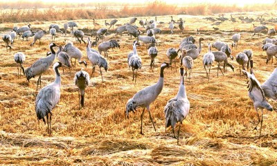 保护黄河湿地 守护候鸟家园 保护黄河湿地 守护候鸟家园
